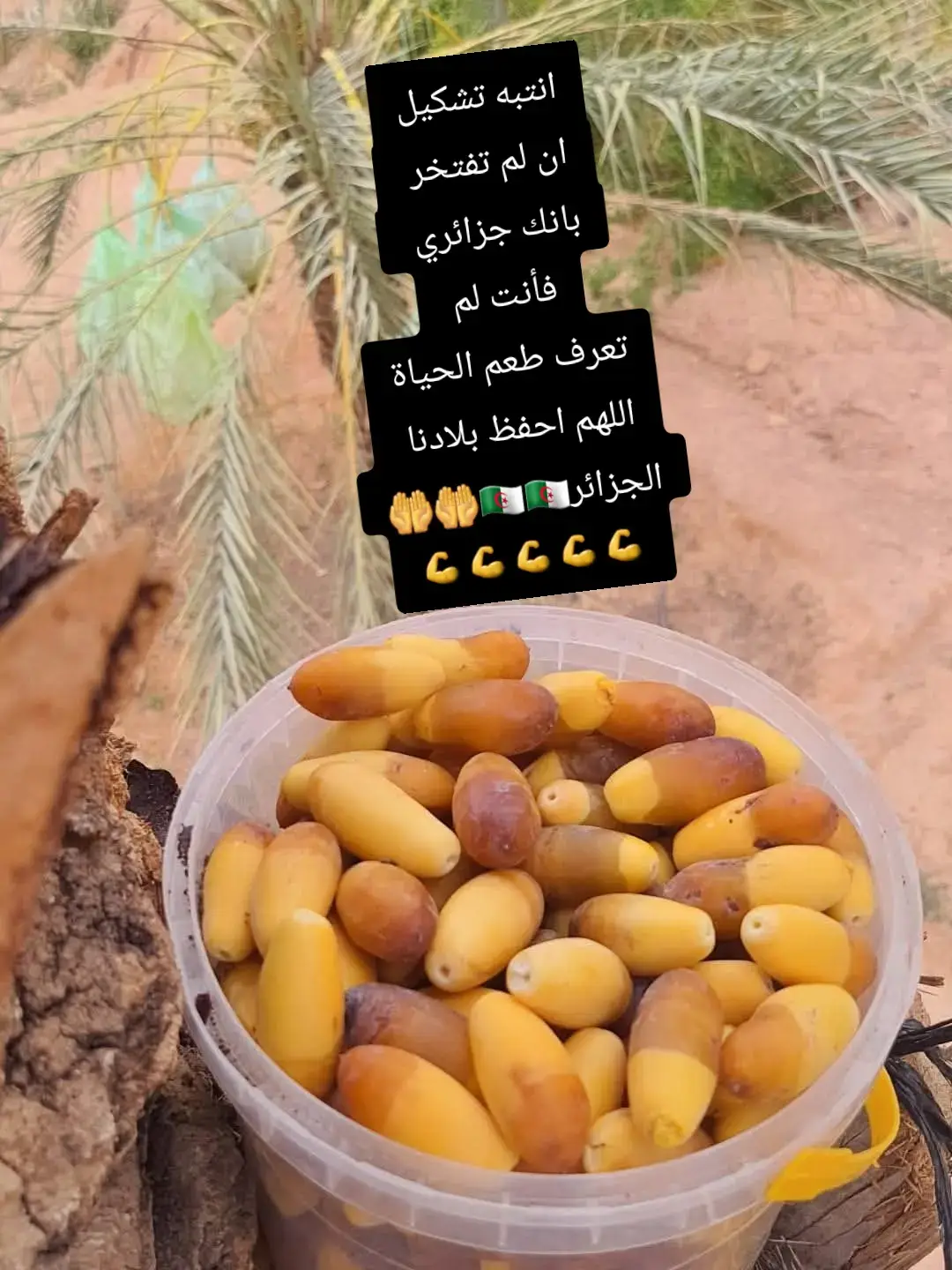 من أجمل تمور الجزائر الغرس أو المنقر يؤكل رطب وتمر وخلال  طري جدا وعالي الحلاوة #السعودية #الجزائر🇩🇿 #ليبيا #مصر_السعوديه_العراق_فلسطين #تقرت_ورقلة_الوادسوف #الشعب_الصيني_ماله_حل😂😂 #قبلي #تونس #وادريغ🤗 