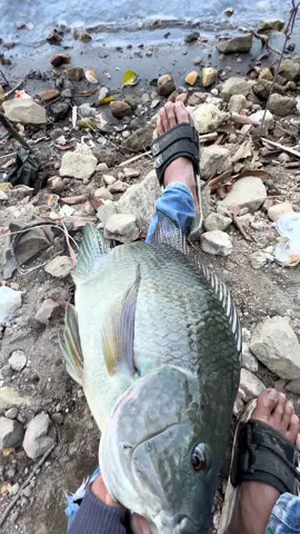 aku keprek🗿🪨#mancingliar #ikannila #telagangebelponorogo #mberot #mancingdasaran #storymancing #mancingliar#akuwongpelayaran #viral #fyp 