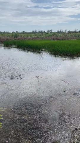 Câu lure cá lóc 🎣🎣🎣 câu cá lóc ao tôn #câulurecálóc #cầnmáyngan #bạcliêu #nhạcxuhướngtiktok #câudijchvụ #câusông 