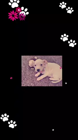#pitmom #pitbull 