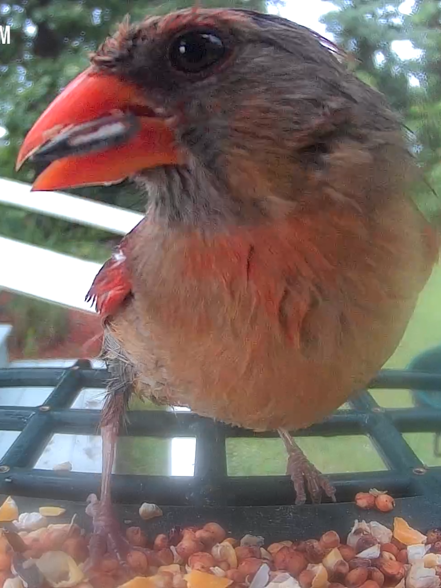 Just got the cutest bird feeder camera and I’m officially obsessed! 🐦📸 Watching these little feathered visitors up close feels like my backyard turned into National Geographic 😂✨ Can’t wait to see who shows up next! #BirdFeederCam #BirdWatchingFun #BackyardBirds #FeatheredFriends #NatureLover #TinyVisitors #CutestCamEver 