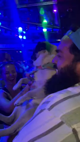 Benji likes to party 😎😎 #partytime #bigbear #fyp #puglife #pugsoftiktok #pugtok 