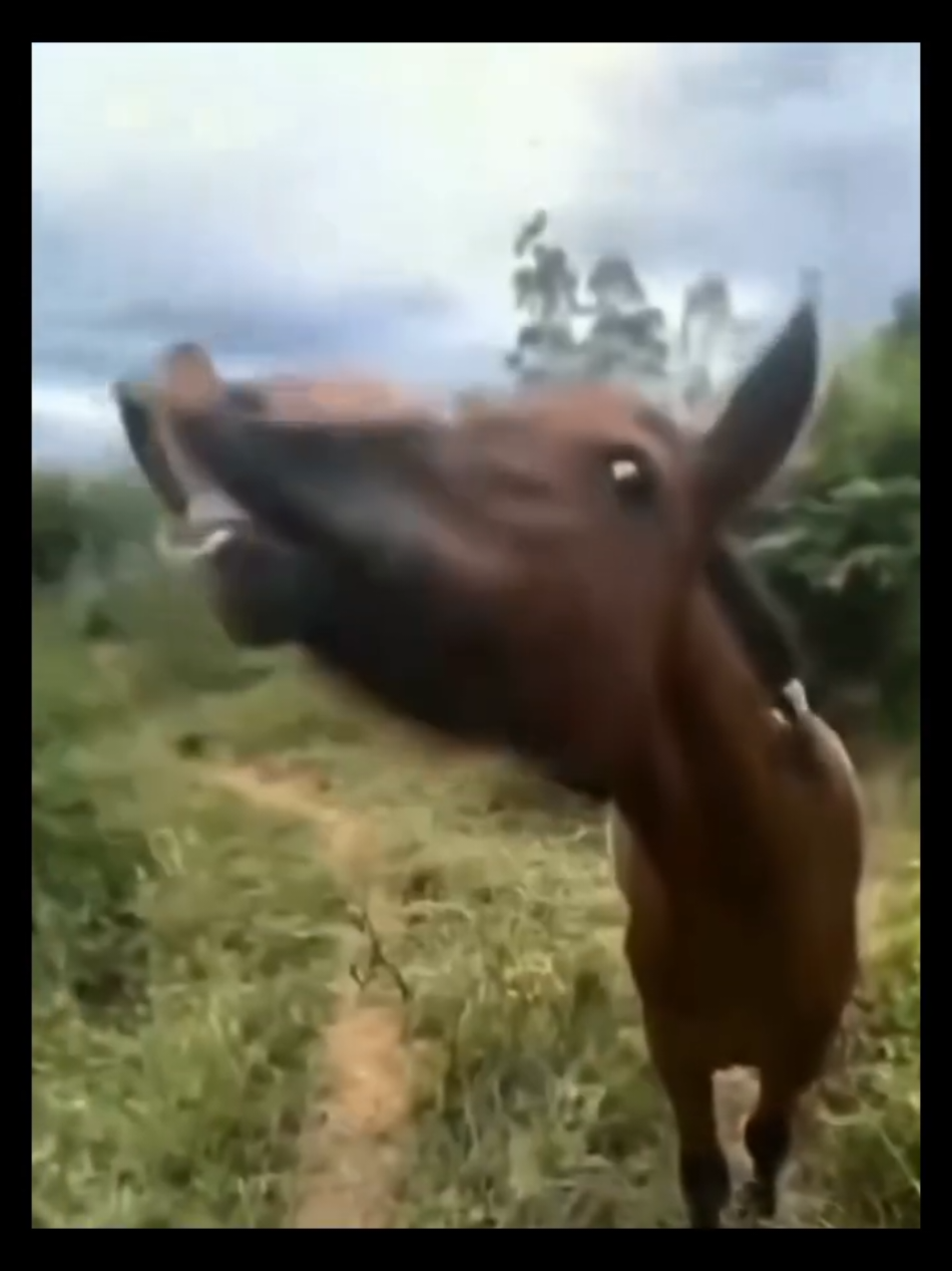 Flying horses exist 🤣🤣🐎🐎  #horse #horseflying #flyinghorse #horse #horsetok #horselife 