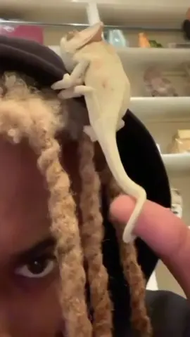 TOO MUCH #playboicarti #fyp #snippet #carti #iammusic #music #wlr #dielitcarti #narcissist #dielit #selftitledplayboicarti #wlrv1 #wlrv2 #unreleased #playboycarti #wlrv3 #babyboi 