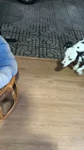 đồ chơi yêu thích của đốm #tiktokviral #pet #dailyvlog #dog #fyp 