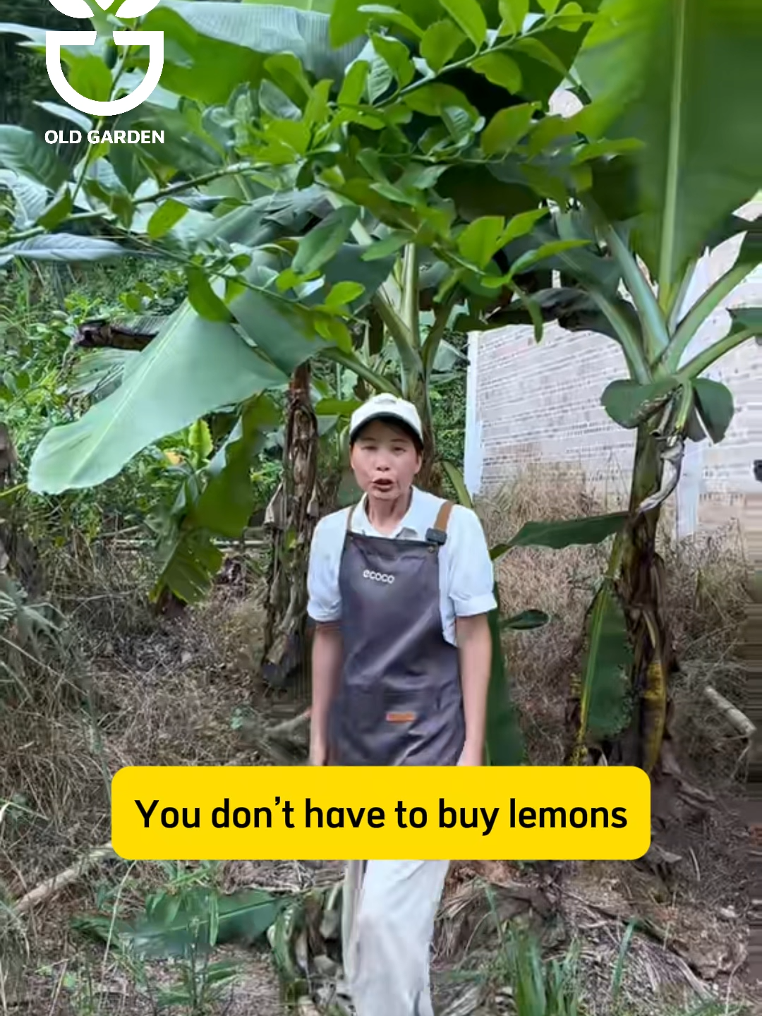 If you love a lemon tree, here’s a simple way to bring it home with you! #garden #gardentips #viral #gardencare #gardening #plants #planttips #plantcare #propagate #growplant