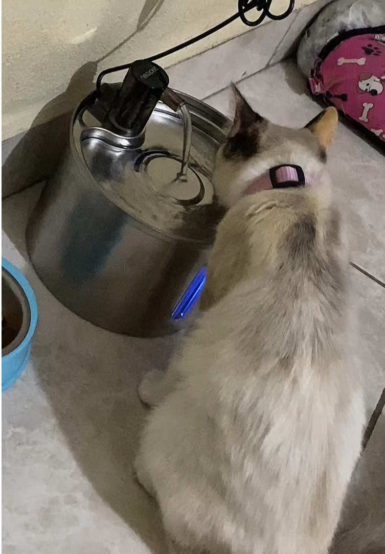 Bebedouro para pets.