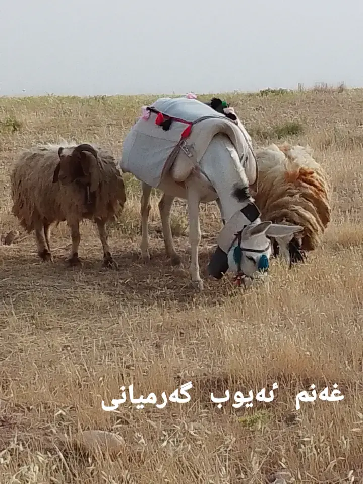 ماشاڵا
