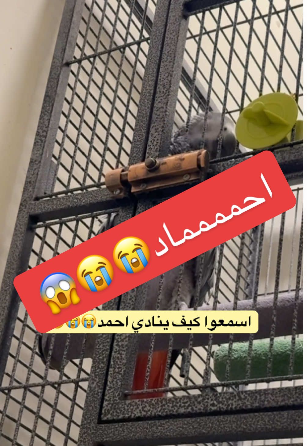 #اكسبلور #حيوانات #ببغاء_يتكلم #parrot #animals #هلال #هلالي #ترند #وناسه #هلاليه_وافتخر #الهلال_اسيا #انقاذ #اليوم_الوطني #قطط #ببغاء #fup. #الهاشتاق_للرخوم🧢  #الشعب_الصيني_ماله_حل😂😂 #tiktoklongs#tiktok 