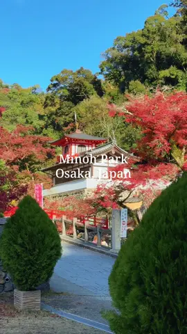 Minoh Park - Osaka, Japan ไปดูอุทยาน Minoh กันครับ 🏞️🇯🇵 ใครที่ชอบเดินชมธรรมชาติ กดเซฟไว้เลย #เที่ยวญี่ปุ่นด้วยตัวเอง #japan #โอซาก้า #เที่ยวโอซาก้า2024 #minohfalls #จุดเดินเขาญี่ปุ่น #ญี่ปุ่น #เที่ยวญี่ปุ่น #เที่ยวต่างประเทศ #น้ําตกญี่ปุ่น #น้ําตก #เดินเทรลญี่ปุ่น #เดินเขาญี่ปุ่น #japantrail #เที่ยวไปเรื่อย #ที่ลับๆ 