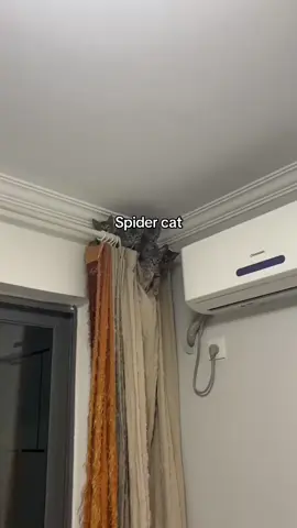 #catlover #fyp 