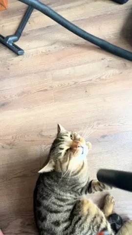 I cannot hoover anywhere without being interrupted 😂😂 🐈 Anyone else’s cat love the hoover 😭 because my other cat hates it ?! #cat #cattok #catlovers 