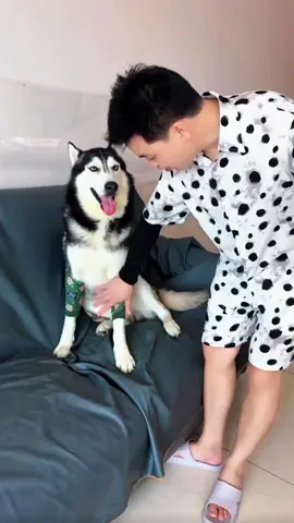#dog #man #funnydogs #fyp 