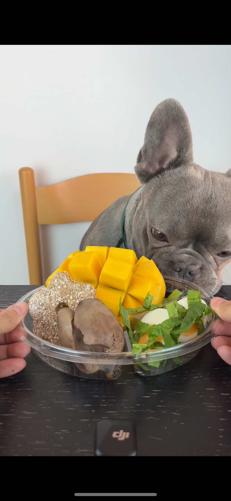 #dog #dogeating #cutedog #frenchbulldog #fyp #viral 