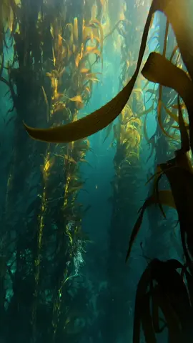 Coasting through the kelp is a front-row seat to one of Earth’s quietest masterpiece #foru #foryourpage #fyp 