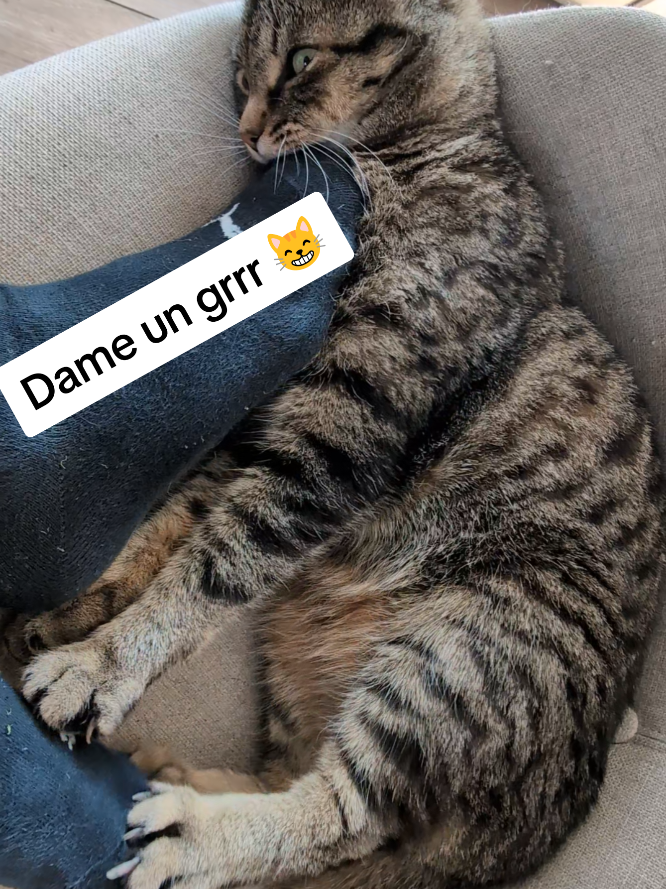 Dame un grrr Misti 😸💝😸 #cat #catsoftiktok #fyp #viral 