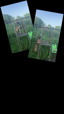 Malinois #femelle 