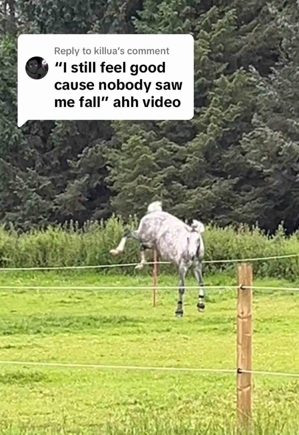 Replying to @killua so graceful with it #horsetok #horseriding #equine #horses #horsegirl #horse #horsesoftiktok #equestrianvibes #fyp #foryou #abcxyz 