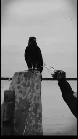 #متخدمش_عليا_مرتي #شيخ_شايب #chikhchayeb #تصميم_شاشة_سوداء #الشاشة_سوداء🖤📽️_عاشق_الأسود🥵🖤 #تصميم_فيديوهات🎶🎤🎬 #chikh_chayeb #شعب_الصيني_ماله_حل😂😂 