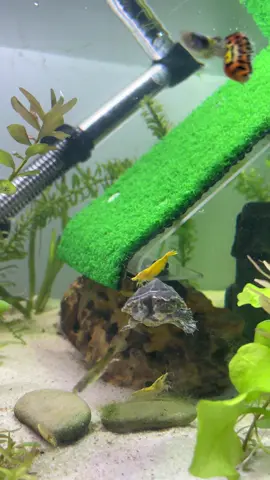 Bestiessss 🫶🏻 #schildkröte #moschusschildkröte #viral #animalsoftiktok #fyp #fürdich #aquarium 