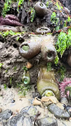 Saggy aliens = giant green anemones at low tide.  I found these cuties at Seal Rock State Recreation Site in Oregon.  #oregon #newportoregon #oregoncoast #anenome #tidepool