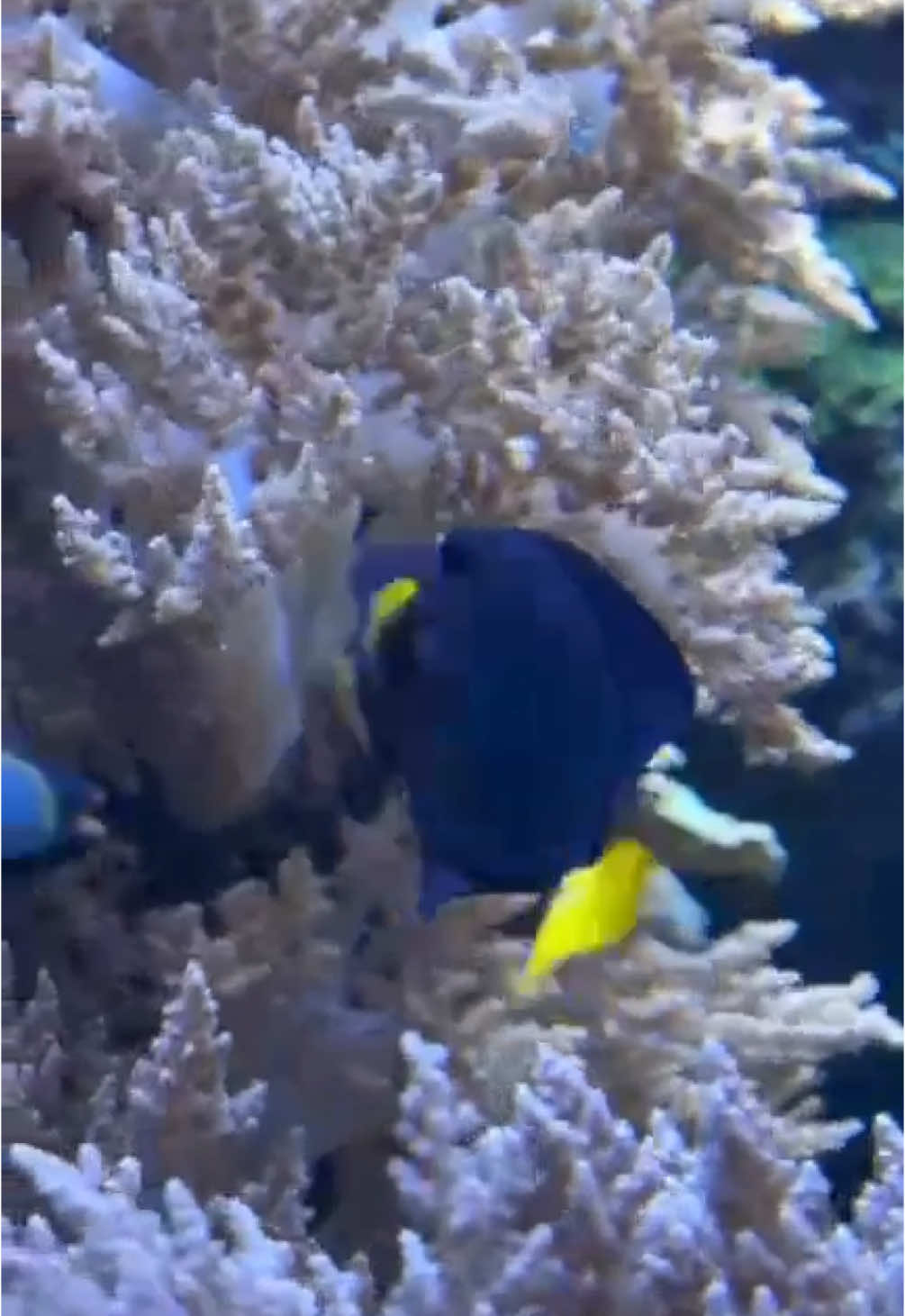 Berliner Zoo #berlin #germany #deutschland #zoo #berlinerzoo #bear #panda #aquarium 