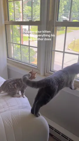 No cats were harmed in the making of this video 😭 #fyp #foryou #kitten #kittensoftiktok #cats #catsoftiktok #cattok #cat #pet #pets #PetsOfTikTok #pettok 