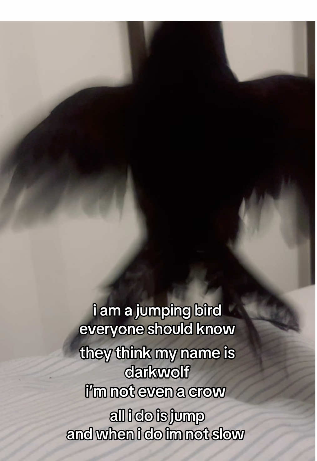 i’m too lazy to animate but i’m never to lazy for this   #bird #grackle #birds #fypツ #finch #jump #trends  anyways my lazy animations are here @•𝓯𝓲𝓷𝓬𝓱𝓪𝓻𝓽𝔃• 