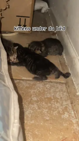 I am a grandmother👵🏻 (they are warm and safe and off the tile) #kitten #kittens #cat #cats #newborn 
