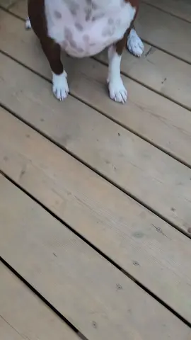 so much cuteness. #summerfun #pooltime #bostonterrier 