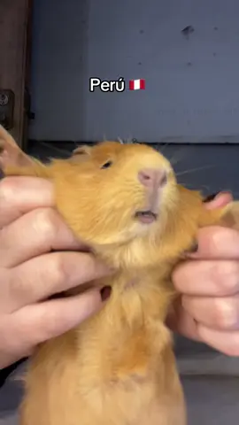 Todos con capibara y ya se olvidaron de mí 🥲🐹 #cuymagico #bcp #cuy #peru🇵🇪 #perú #fyp #cobayo #grr #dameungr 