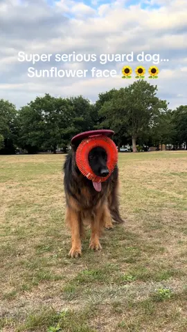Goofy pooch. When in doubt make a frisbee hat and a sunflower face!! #seriously #goofy #germanshepherd 