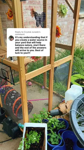 Replying to @Crystal Jurado thank you for the well wishes! I will take all the good vibes I can get 🥰✨ I do have fish in there too you just can’t see them💕 I’ve seen a few #dragonfly #toads #bumblebee #lighteningbugs #oppossum #raccoons and of course my outside #catcolony 
