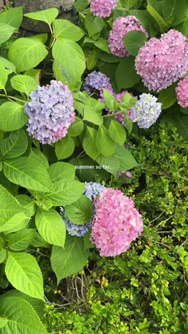my favorite time of the year!!! #Summer #northeast #eastcoastsummer #aesthetic 