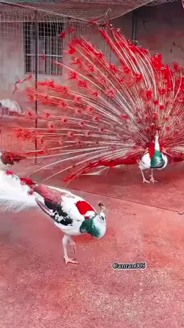 birds#dance #mostviralvideo #entertainment #birds #viral #video #usa #UK #fyp 