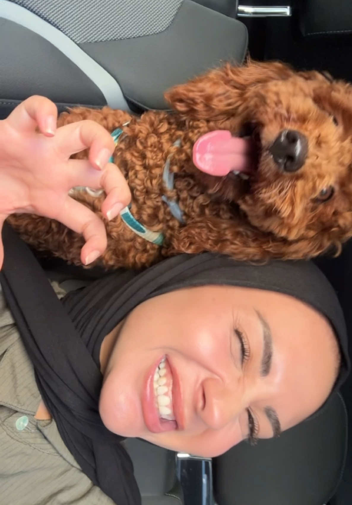 #köpek #kaniş #poodle 