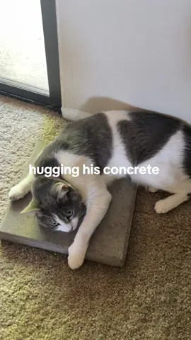 blue collared cats find love in concrete slab #catsoftiktok #catenrichment #concreteslab #catsandconcrete #concretelife 