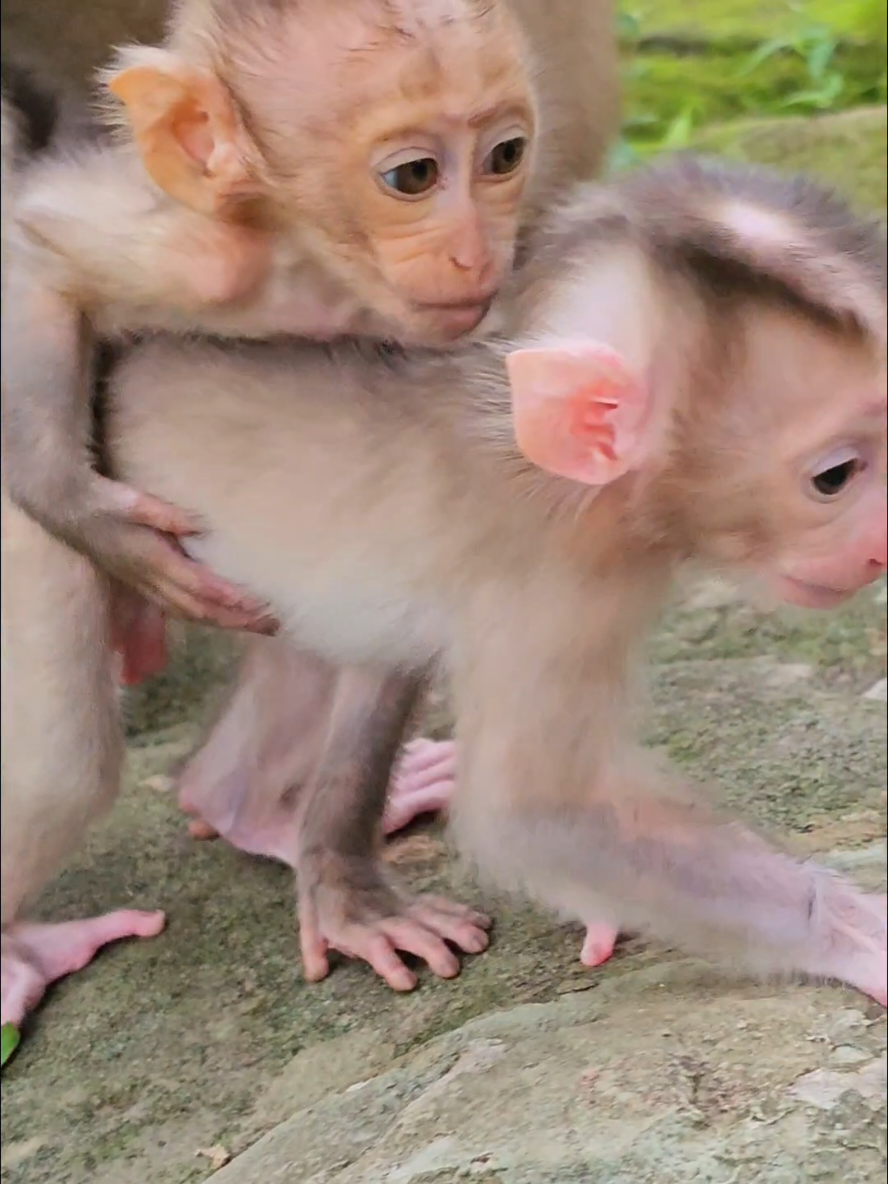 How funny monkey Kendra hug tiny sister  #monkeyvideo #poormonkey #animals #babymonkey #momkey 