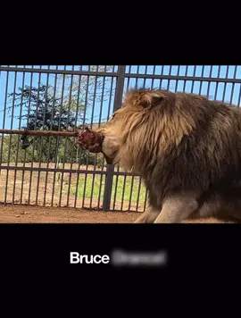 #fyp #mrbeast #mr #fun #viralvideo #viraltiktok #foryoupageofficiall #challenge #animals #lion 