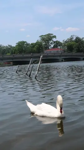 that’s berta 🦢 more of her in my recent youtube video