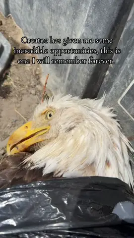 Our friends found this eagle while we were on a poker derby. They let me know what they found and everyone asked what to do. I checked the eagle out and he was severely injured and suffering from one of the worst cases of fly strike I had ever seen. I carefully picked him up and loaded him into the side by side, I put my tobacco down, and stayed with the eagle until it passed. We live 3 hours from the nearest animal rehabilitation facility and this poor fella passed away within 15 minutes of us finding him. There was no chance of us even getting him out of the bush with him surviving and that was really sad. In our culture, eagles are sacred, so we took him to a local elder, and he told us what we could take and use for ceremony, and what needed to go back with the eagle. So we did just that. I thank creator for this gift and opportunity and moment in time that I will cherish forever. This was a once in a lifetime experience.  The feathers we were able to collect will be used in ceremony and gifted to those who we come across along the powwow trail or ceremony path ❤️❤️ 