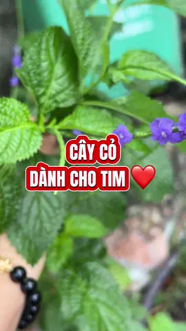 Khó thở hồi hộp tim đập nhanh hở vantim #hovantim  #caythuocnam #thaoduoc #timmach #khotho #suckhoe #songkhoe247 #nguyenthiha 