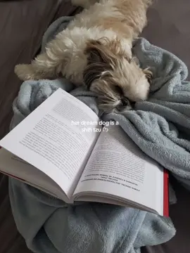 Replying to @brianna🥥 aww #shihtzu 