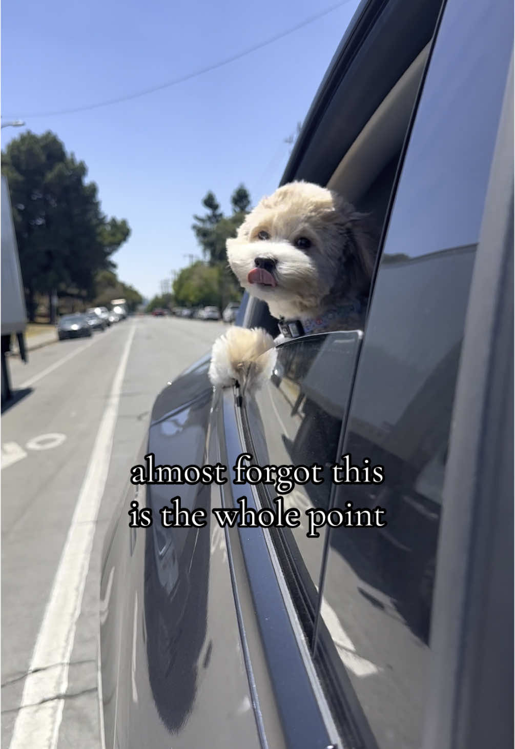 car rides with hair blowing in the wind is the best🚗💨  #dog #dogsofttiktok #maltipoo #puppy 
