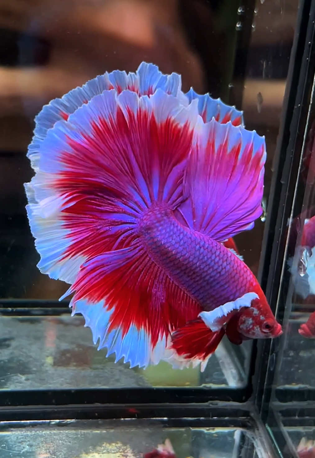 Halfmoon Big Ear Purple Lavender 🩷💜🤍 #bvbettaind #bettaenthusiast #bettadicted #livecupang #halfmoonpurple #halfmoonpink #halfmoonpurplepink 