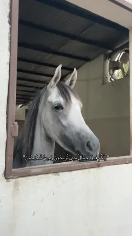 #قران_كريم #اكسبلورexplore #خيول #horse 