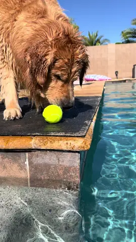 Solo mission #goldenretriever #dogsoftiktok #dog 