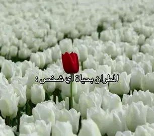 انشهدد    #you    #وليد_الميزاني    #مطير_اهل_الثلاث_المعجزات 