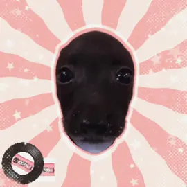 You guys don’t know how much i love this fuckass dog omg😭😭😭😭😭😭😭😭😭😭 tags- #puppy #pibble #kpop #kpopfyp #fyp #fypシ #sillydog #Idfk #dsclipse  @mailes ♪ 🍋 
