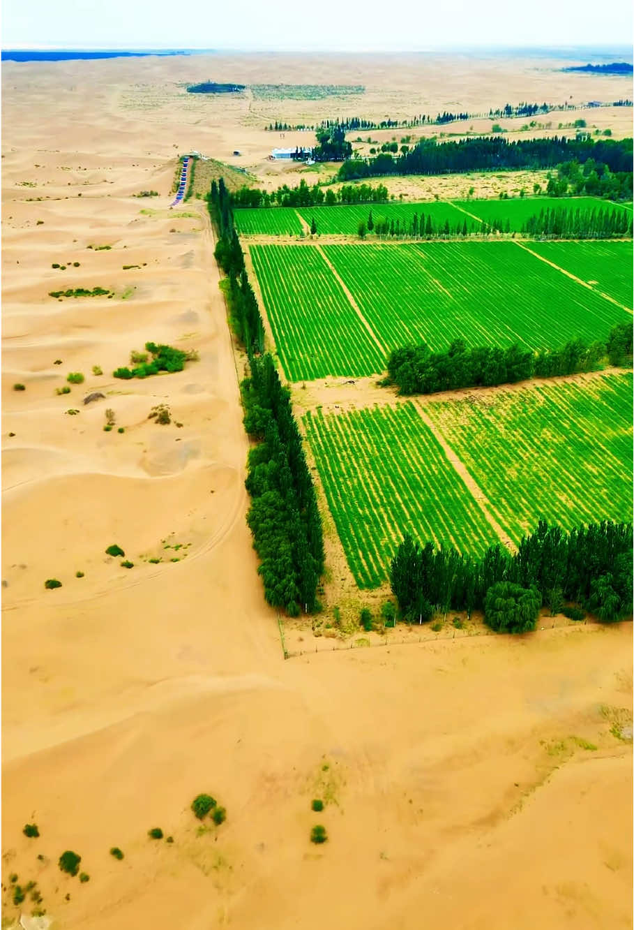 Chinese people have been planting trees in the desert for 60 years #foryoupage #usa🇺🇸 #fyp #Americandream #china #chinatravel #